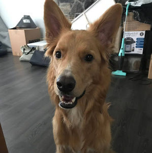 Meet your Posher, Jing